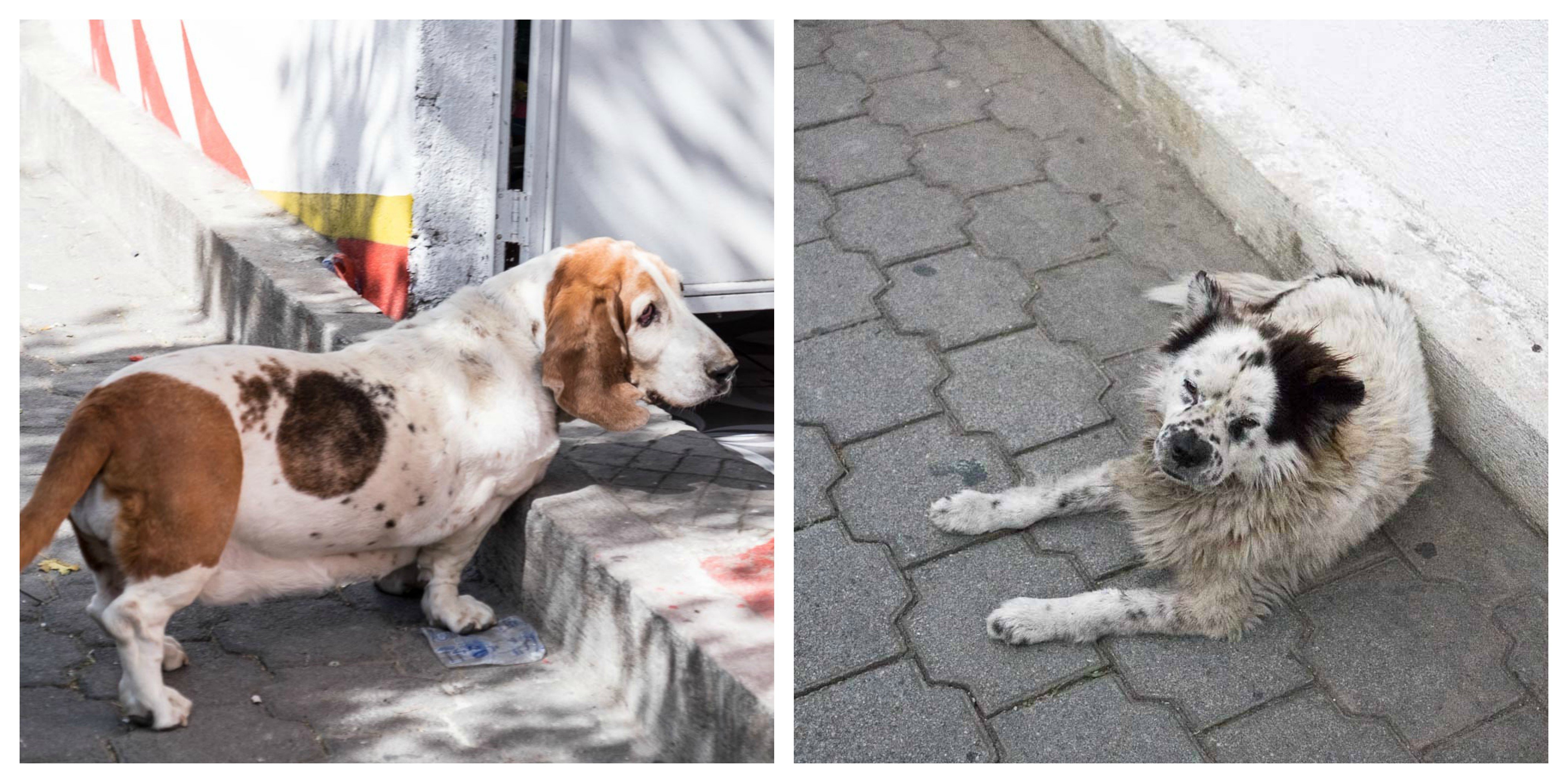 Making Friends and Enemies With Stray Dogs — Steemit